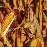 FOOD SECURITY: THE QUESTION