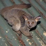 Egbere(Bush Baby)