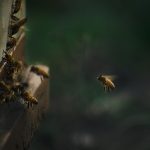 Bees at Night